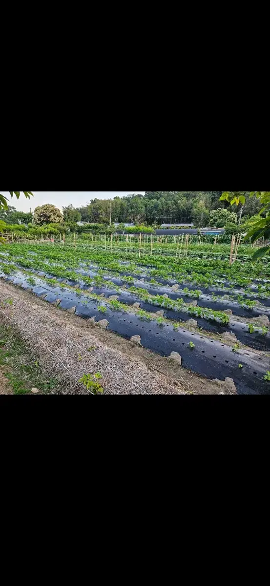 24년 참깨